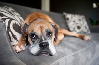 Picture of boxer with head down on gray couch