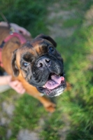 Picture of Boxer with mouth open looking up at camera