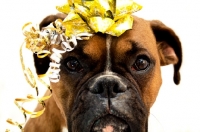 Picture of Boxer with ribbons and bow on head