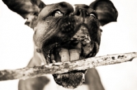 Picture of Boxer with stick