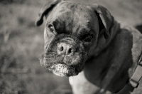 Picture of Boxer with toungue out looking up at camera