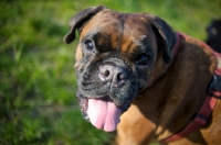 Picture of Boxer with toungue out looking up at camera
