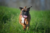 Picture of Boxer with toungue out running in a grass field