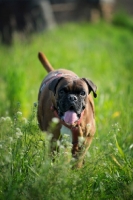 Picture of Boxer with toungue out running in a grass field