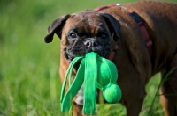 Picture of Boxer with toy in her mouth