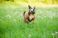 Picture of Boxer x Terrier dog fetching ball