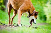 Picture of Boxer x Terrier dog, looking down