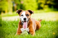 Picture of Boxer x Terrier dog, lying down on grass