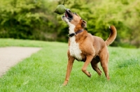 Picture of Boxer x Terrier dog, playing with ball