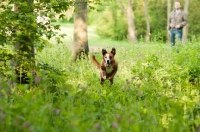 Picture of Boxer x Terrier dog, running