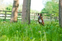 Picture of Boxer x Terrier dog running