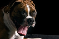 Picture of boxer yawning