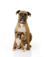 Picture of Boxers, different ages