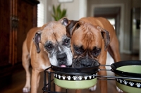 Picture of boxers drinking from water bowl together