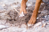 Picture of Boxers paws, digging
