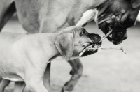 Picture of Boxers playing with twig