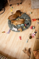 Picture of Boxers with toys