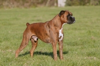 Picture of Boxer