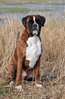 Picture of Boxer