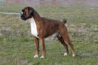 Picture of Boxer