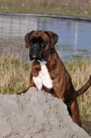 Picture of Boxer