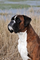 Picture of Boxer