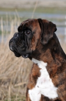 Picture of Boxer