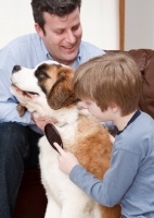 Picture of boy and man brushing a young Saint Bernard