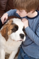 Picture of Boy brushing a Saint Bernard puppy