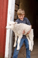 Picture of Boy carrying Cheviot cross sheep