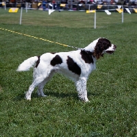 Picture of boy du manoir de normandie,  french spaniel standing on grass