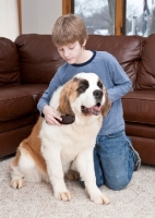 Picture of boy grooming a young Saint Bernard dog
