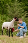 Picture of Boy grooming his show ready Suffolk wether.