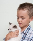 Picture of boy holding Ragdoll kitten