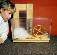 Picture of boy looking at his hamster
