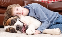 Picture of Boy lying on top of a younf Saint Bernard