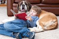 Picture of boy reading his book while resting on a Saint Bernard