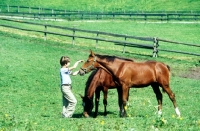 Picture of boy with einsiedler horses at kloster ensiedeln