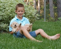 Picture of boy with golden retriever pup in garden