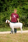 Picture of Boy with his show groomed Boer goat.