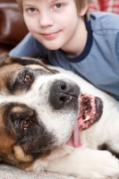Picture of boy with Saint Bernard