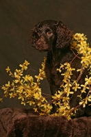Picture of Boykin Spaniel amongst flowers