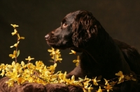 Picture of Boykin Spaniel amongst flowers