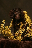 Picture of Boykin Spaniel amongst flowers