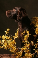 Picture of Boykin Spaniel amongst yellow flowers