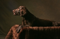 Picture of Boykin Spaniel in studio