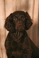 Picture of Boykin Spaniel looking at camera
