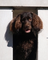 Picture of Boykin Spaniel looking through fence