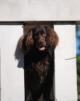 Picture of Boykin Spaniel looking through fence