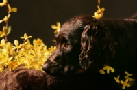 Picture of Boykin Spaniel near yellow flowers